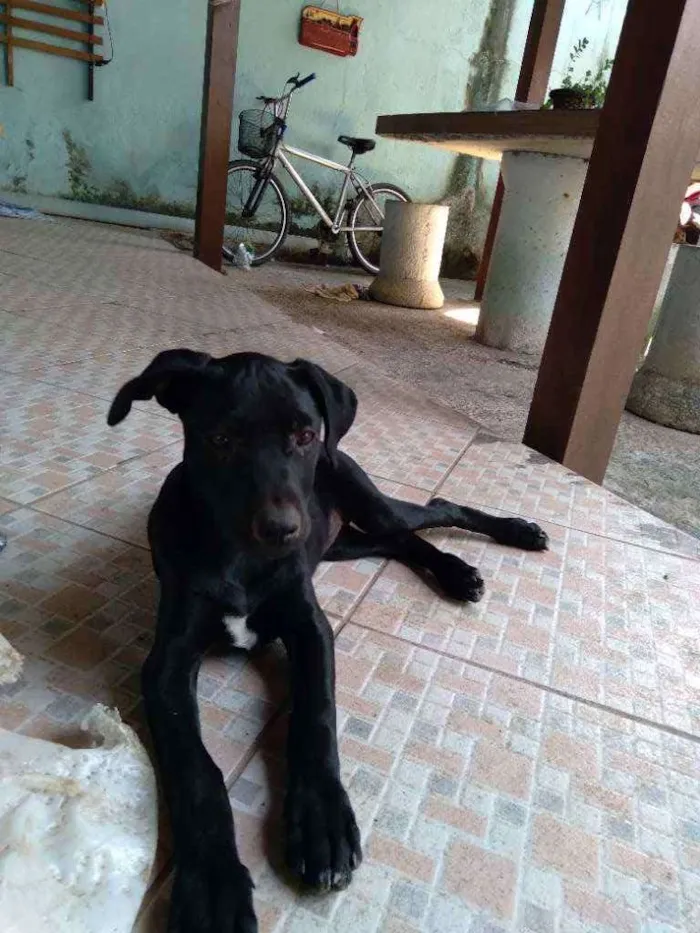 Cachorro ra a srd idade 2 a 6 meses nome Nina