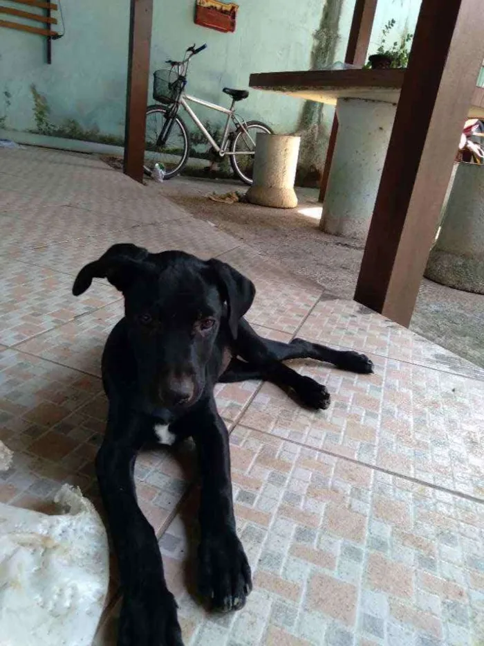 Cachorro ra a srd idade 2 a 6 meses nome Nina