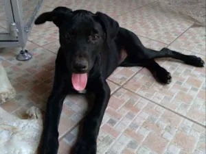 Cachorro raça srd idade 2 a 6 meses nome Nina