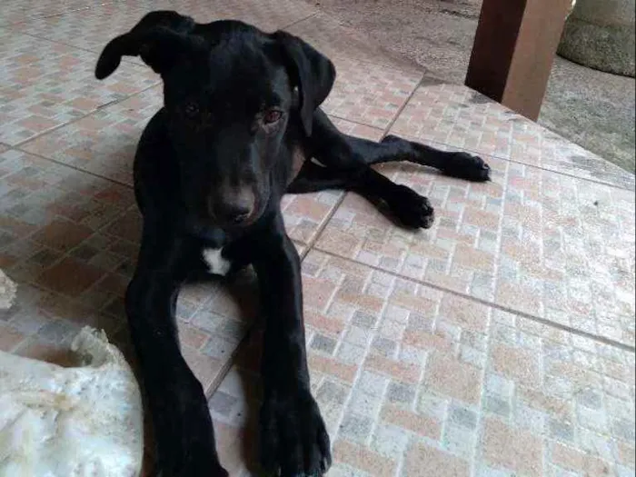Cachorro ra a srd idade 2 a 6 meses nome Nina