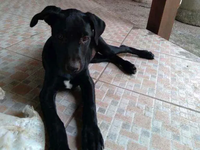 Cachorro ra a srd idade 2 a 6 meses nome Nina