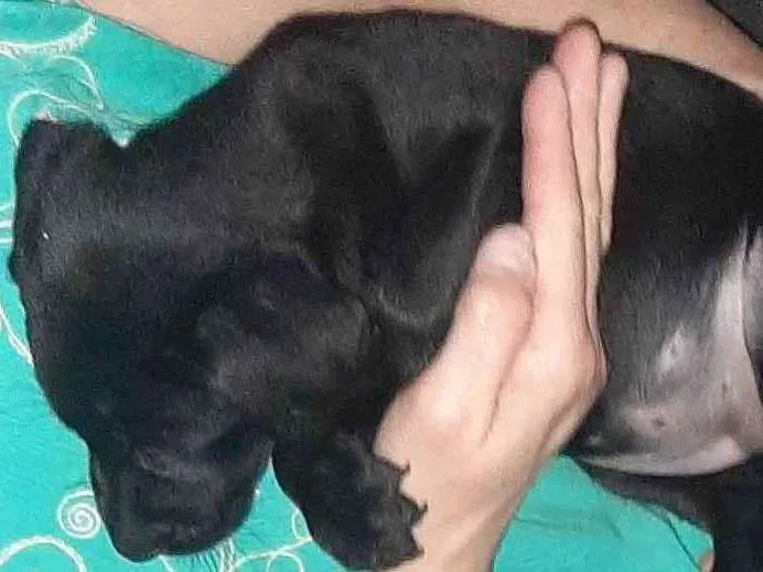 Cachorro ra a SRD idade 2 a 6 meses nome Jully
