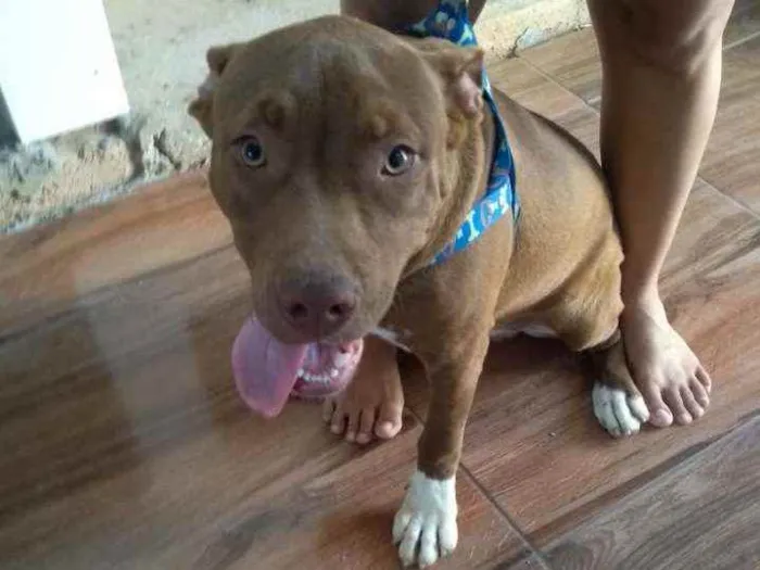 Cachorro ra a Pitbull idade 7 a 11 meses nome Thor