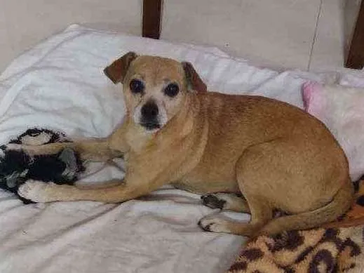 Cachorro ra a Mestiço pinscher idade 4 anos nome Sheikra