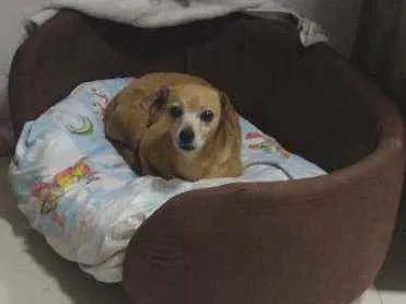 Cachorro ra a Mestiço pinscher idade 4 anos nome Sheikra
