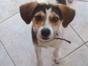 Cachorro raça  idade 2 a 6 meses nome Não sei 