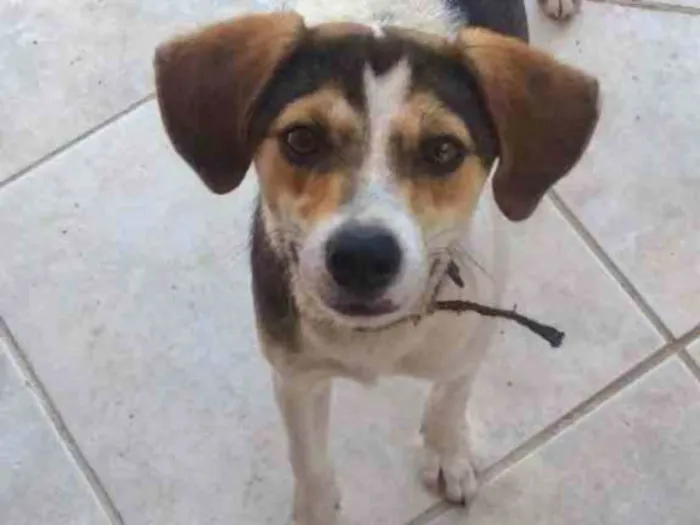 Cachorro ra a  idade 2 a 6 meses nome Não sei 