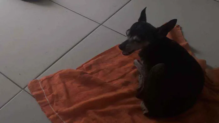 Cachorro ra a Pinscher  idade 6 ou mais anos nome ZAION 