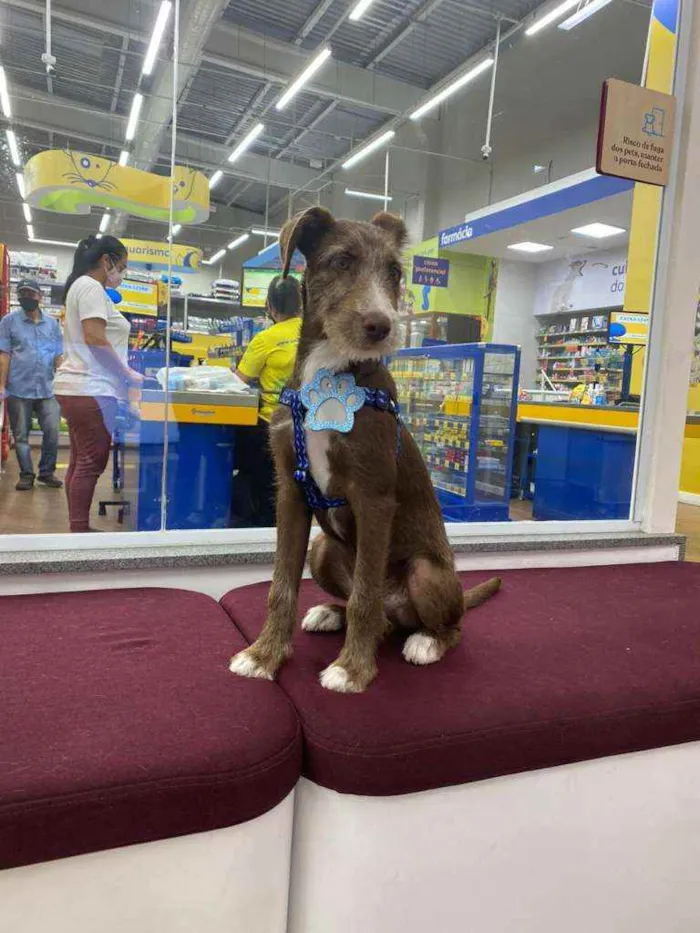 Cachorro ra a SRD idade 2 a 6 meses nome Cauã 