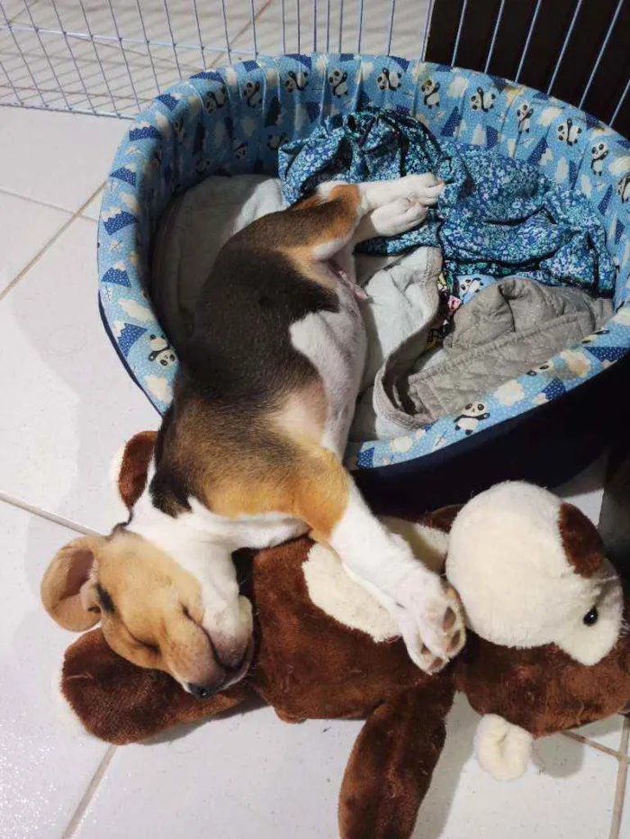 Cachorro raça Beagle idade 2 a 6 meses nome Duke