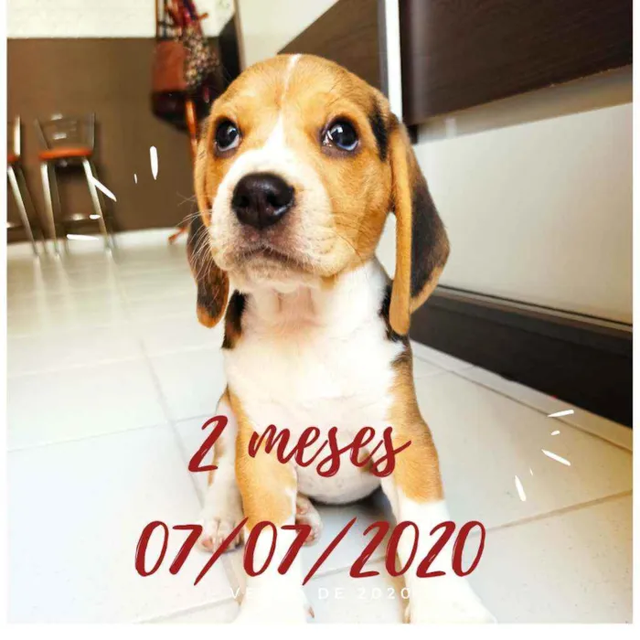 Cachorro raça Beagle idade 2 a 6 meses nome Duke