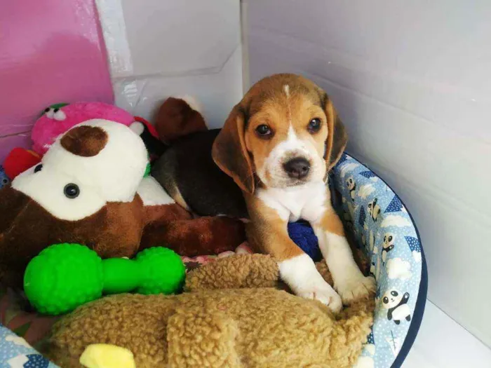 Cachorro raça Beagle idade 2 a 6 meses nome Duke