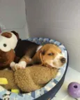 Duke