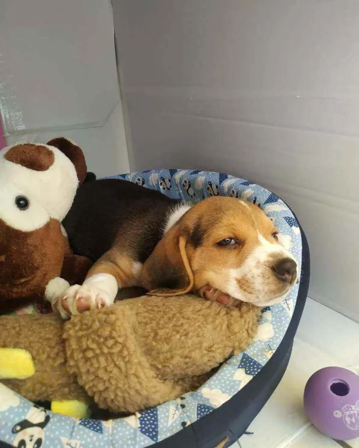 Cachorro raça Beagle idade 2 a 6 meses nome Duke