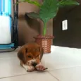 Duke