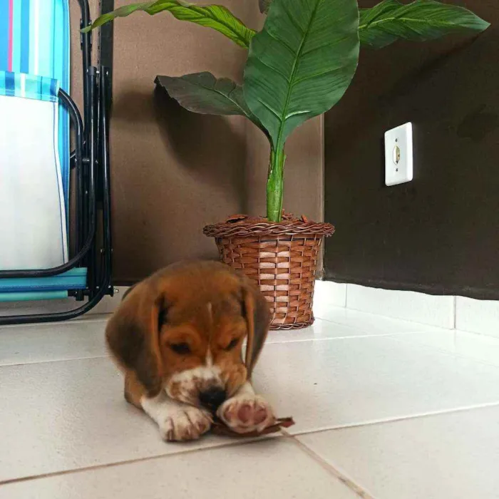 Cachorro raça Beagle idade 2 a 6 meses nome Duke