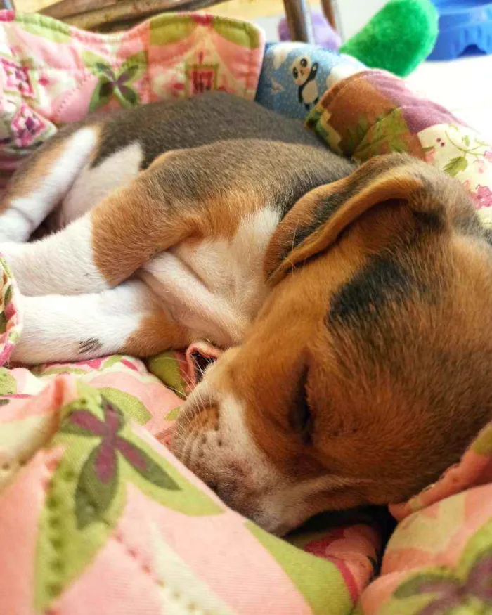 Cachorro raça Beagle idade 2 a 6 meses nome Duke