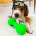 Duke