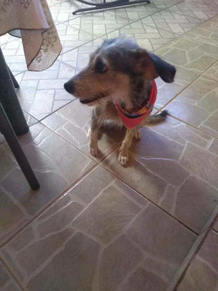 Cachorro ra a Vira lata idade 3 anos nome Fofinha