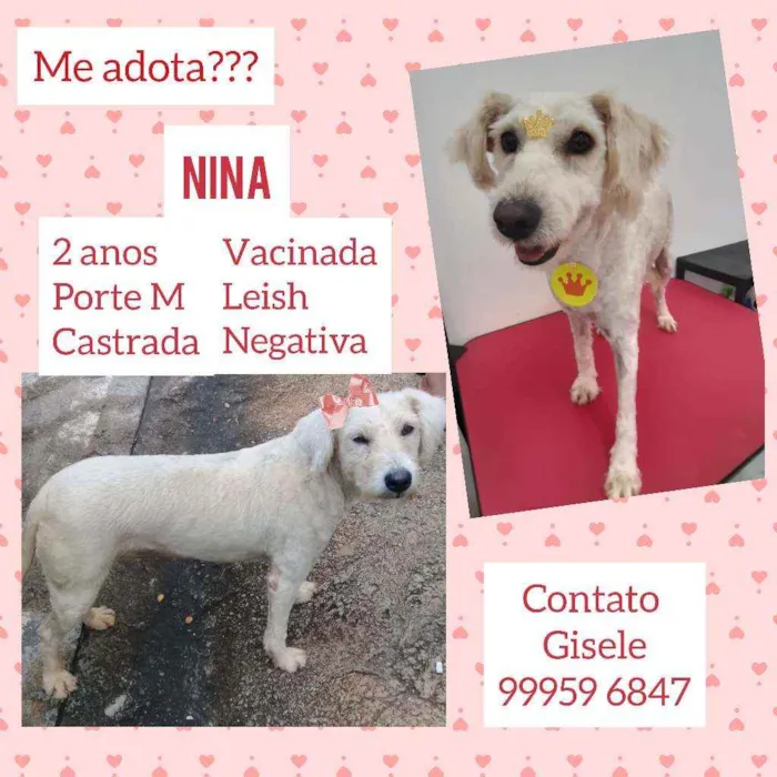 Cachorro raça SRD idade 2 anos nome Nina