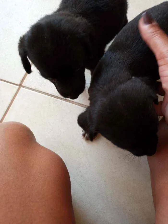 Cachorro ra a Sem raca idade Abaixo de 2 meses nome Sem nome