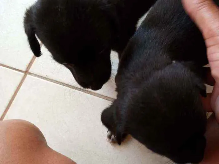 Cachorro ra a Sem raca idade Abaixo de 2 meses nome Sem nome