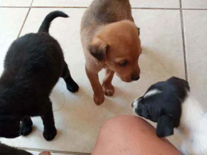Cachorro ra a Sem raca idade Abaixo de 2 meses nome Sem nome