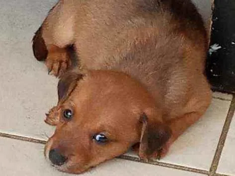 Cachorro ra a Sem raca idade Abaixo de 2 meses nome Sem nome