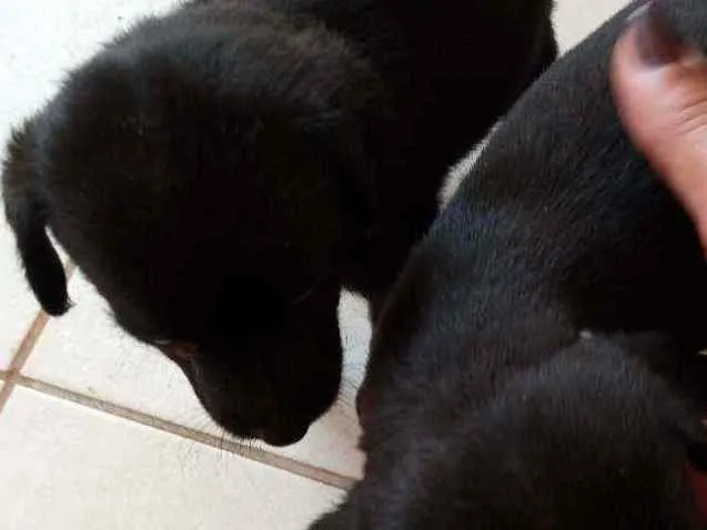 Cachorro ra a Sem raca idade Abaixo de 2 meses nome Sem nome