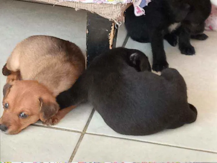 Cachorro ra a Sem raca idade Abaixo de 2 meses nome Sem nome