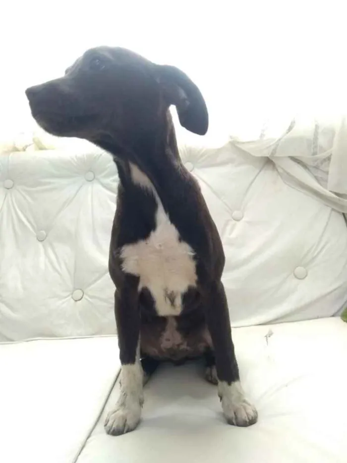 Cachorro ra a  idade 2 a 6 meses nome Não sei 
