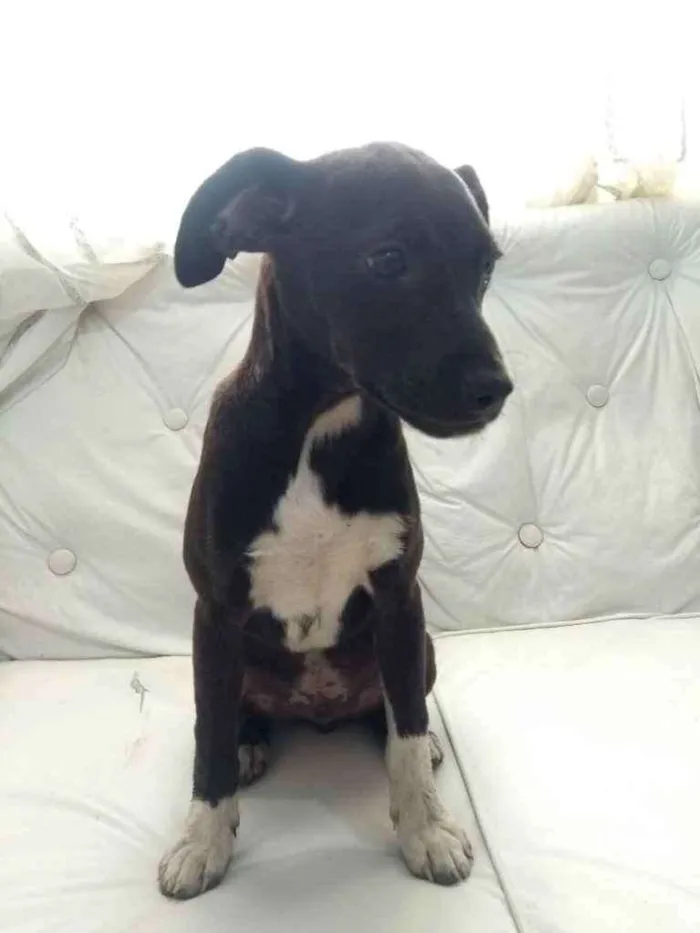 Cachorro ra a  idade 2 a 6 meses nome Não sei 