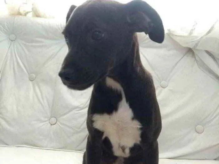 Cachorro ra a  idade 2 a 6 meses nome Não sei 