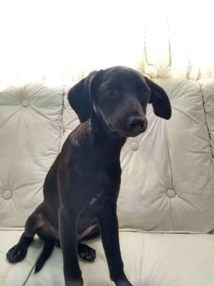 Cachorro ra a  idade 2 a 6 meses nome Não sei 