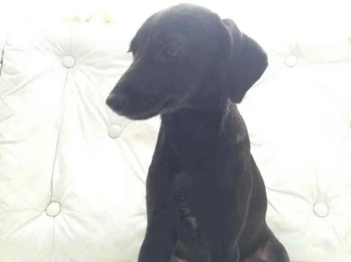 Cachorro ra a  idade 2 a 6 meses nome Não sei 