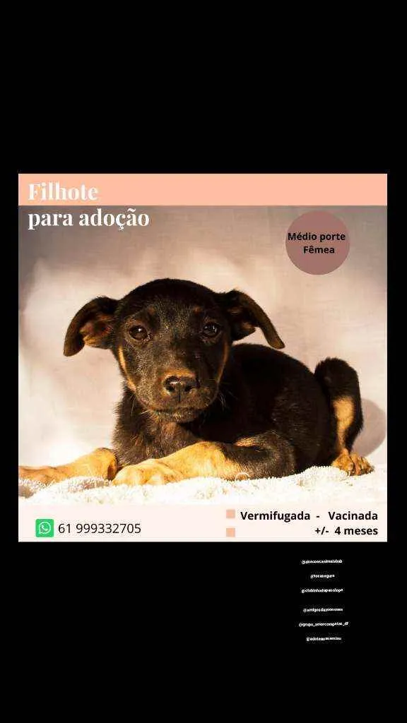 Cachorro ra a Vira lata idade 2 a 6 meses nome Não têm nome