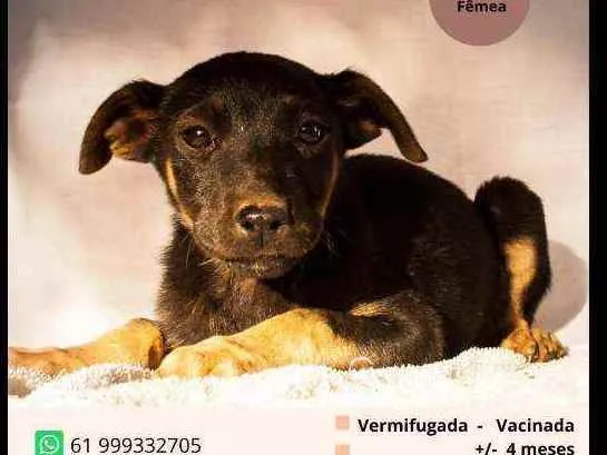 Cachorro ra a Vira lata idade 2 a 6 meses nome Não têm nome