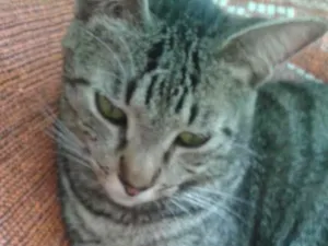 Gato raça SRD idade 2 anos nome Zeus 