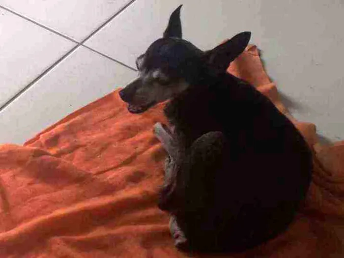 Cachorro ra a Pinscher  idade 6 ou mais anos nome ZAION 