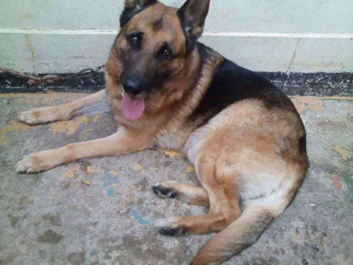 Cachorro ra a Pastor Alemão  idade 6 ou mais anos nome Max