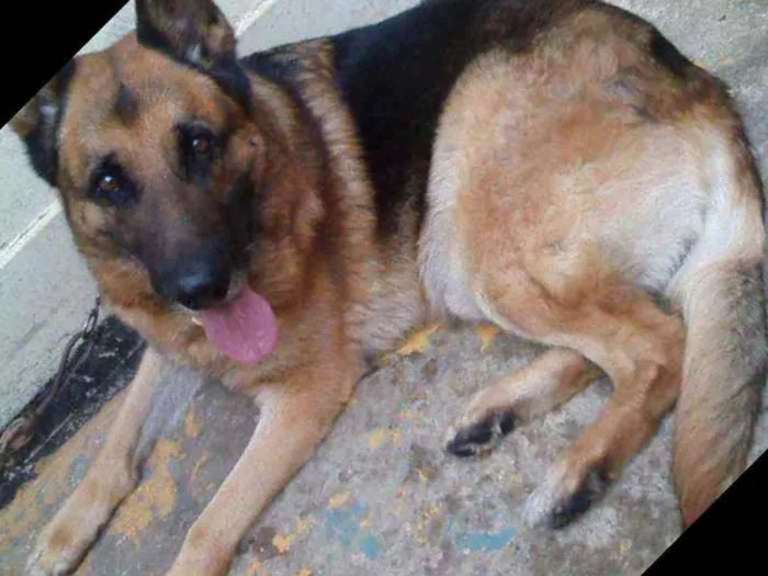 Cachorro ra a Pastor Alemão  idade 6 ou mais anos nome Max