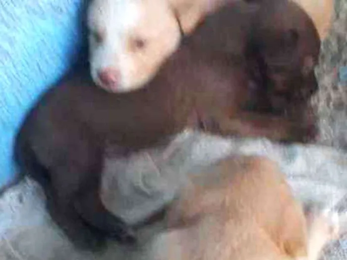 Cachorro raça SRD idade Abaixo de 2 meses nome Sem nome