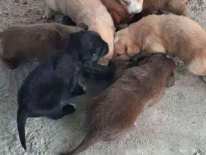 Cachorro raça SRD idade Abaixo de 2 meses nome Sem nome