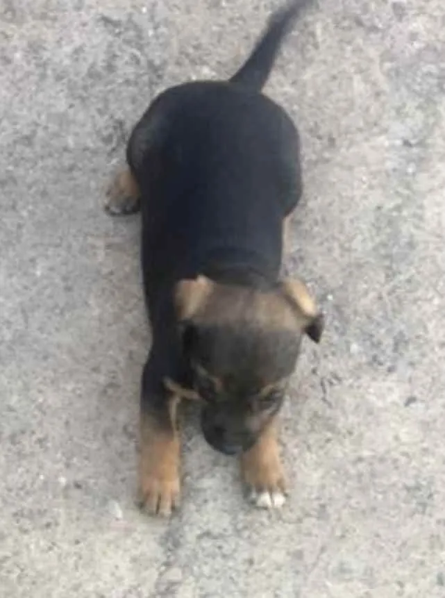 Cachorro ra a Mestiça  idade 2 a 6 meses nome Bebel 