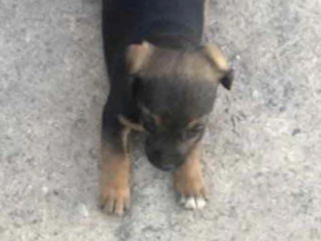 Cachorro ra a Mestiça  idade 2 a 6 meses nome Bebel 