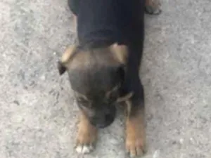 Cachorro raça Mestiça  idade 2 a 6 meses nome Bebel 