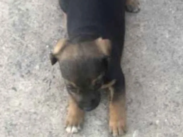 Cachorro ra a Mestiça  idade 2 a 6 meses nome Bebel 