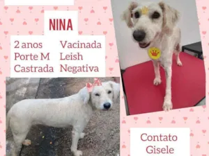 Cachorro raça SRD idade 2 anos nome Nina