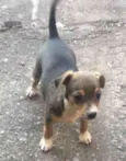 Cacau 