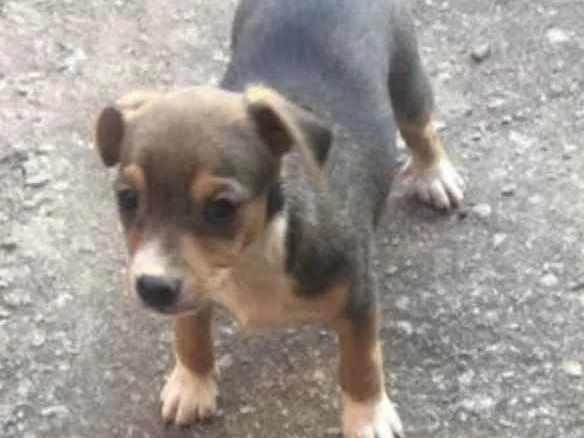 Cachorro ra a Mestiça  idade 2 a 6 meses nome Cacau 